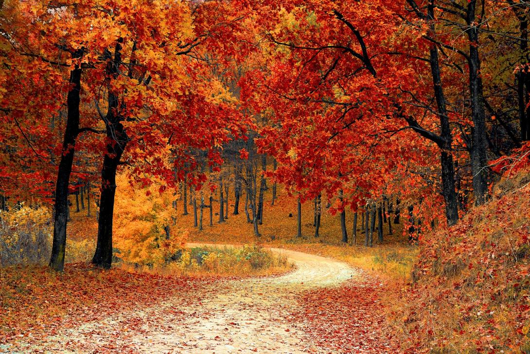 Paysage automne